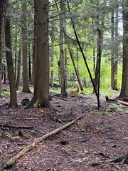 Odocoileus virginianus borealis