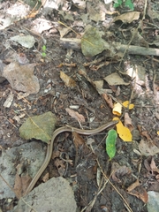 Anguis colchica