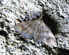 Phalaenostola larentioides