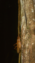 Agraeciina