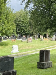 Odocoileus virginianus borealis