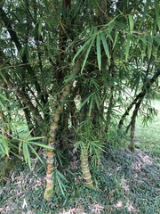 Bambusa tuldoides