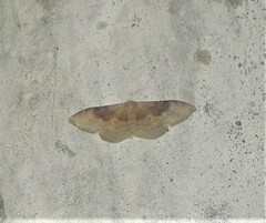 Idaea degeneraria