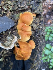 Flammulaster erinaceellus