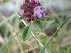 Thymus pulegioides