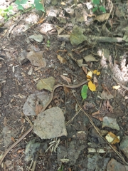 Anguis colchica