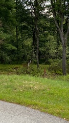 Odocoileus virginianus borealis