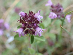Thymus pulegioides