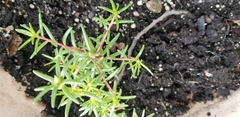 Portulaca pilosa