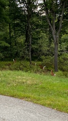 Odocoileus virginianus borealis