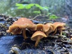 Flammulaster erinaceellus