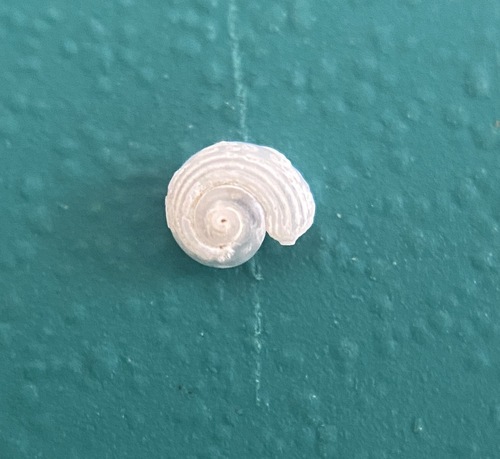 Circulus liratus · iNaturalist