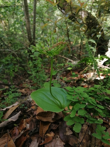 Madrean Adder's Mouth (Malaxis realdelmontensis)