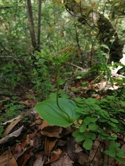 Malaxis brachystachys