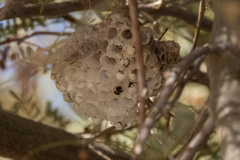 Belonogaster lateritia