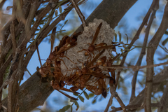 Belonogaster lateritia