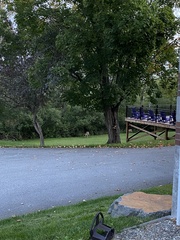 Odocoileus virginianus borealis