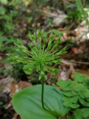 Malaxis brachystachys