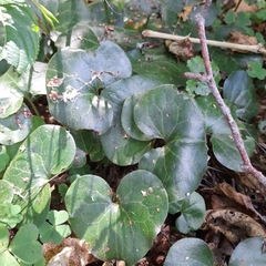 Asarum europaeum