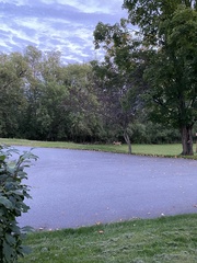 Odocoileus virginianus borealis