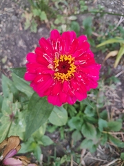 Zinnia elegans