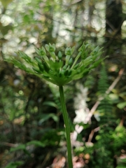 Malaxis brachystachys