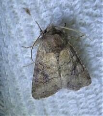 Lacinipolia meditata