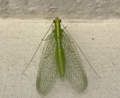 Chrysoperla rufilabris