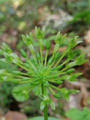 Malaxis brachystachys