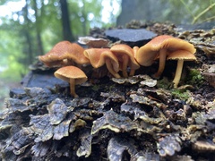 Flammulaster erinaceellus