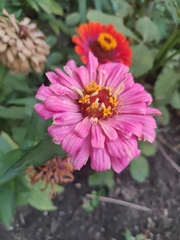 Zinnia elegans