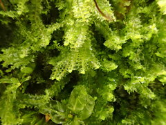 Mesoptychia collaris