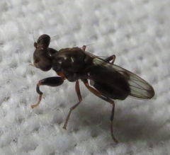 Sphyracephala brevicornis