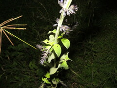 Salvia longispicata