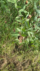 Centaurea nigra