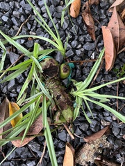 Eulophia graminea