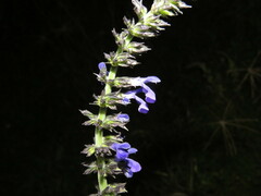 Salvia longispicata
