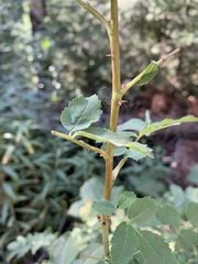 Rosa acicularis