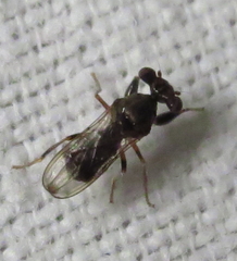 Sphyracephala brevicornis