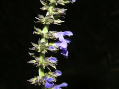 Salvia longispicata