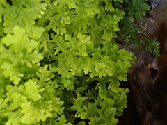 Trichocolea tomentella