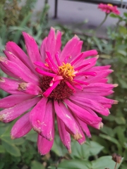 Zinnia elegans