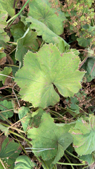 Alchemilla mollis