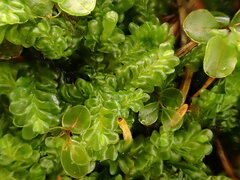 Liochlaena lanceolata