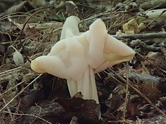 Helvella crispa