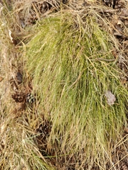 Carex eburnea