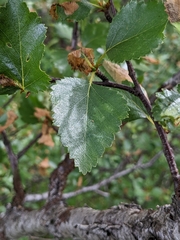 Betula pubescens pumila