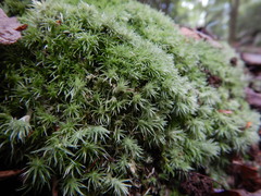 Leucobryum