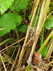 Roeseliana roeselii