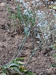 Eriogonum elatum